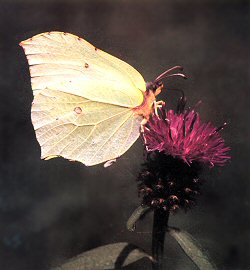 A photograph of the Brimstone Butterfly (_Gonepteryx rhamni_) - the emblem of the Amateur Entomologists' Society